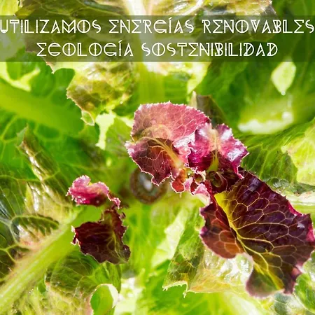 Tulpa Cadiz Kamp alanı Malcocinado (Andalucia)