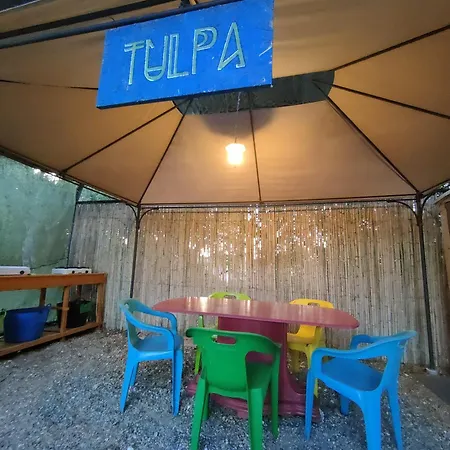 Tulpa Cadiz *